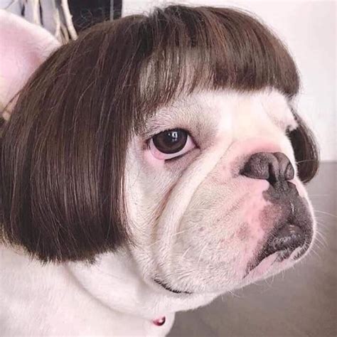 23) Business in the front, party in the back. . Dog with bangs meme